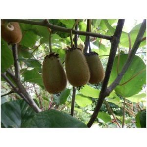 Kiwi femelle ‘Hayward’