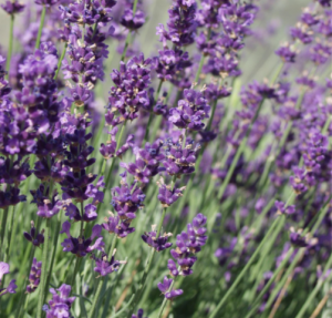 Lavande officinale