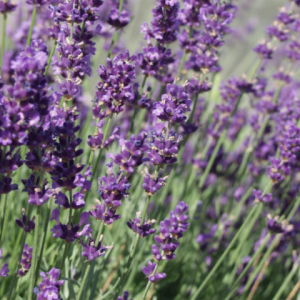 Lavande officinale
