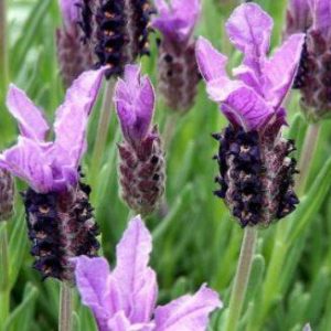 Lavande papillon
