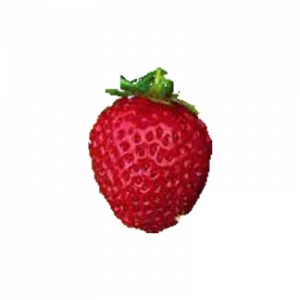 Fraisier Mara des bois