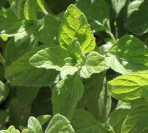 Menthe glaciale