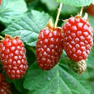 Tayberry
