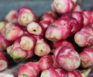 Oca du Pérou – Image 2