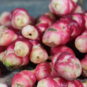 Oca du Pérou