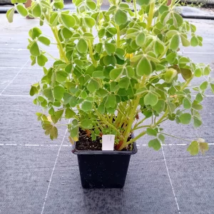 Oca du Pérou