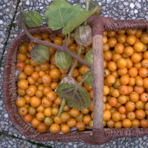 Physalis