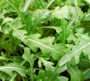 Roquette sauvage