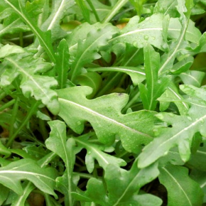 Roquette sauvage