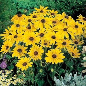 Rudbeckia Indian Summer