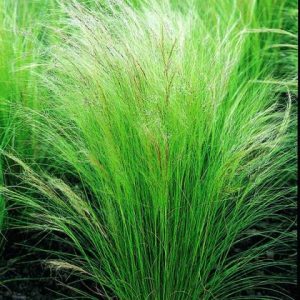 Stipa Pony Tails