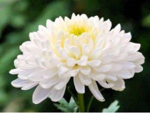 Thé chrysanthème Chinois