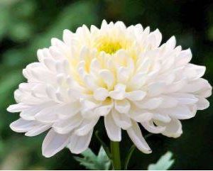 Thé chrysanthème Chinois