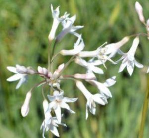 Tulbaghia blanc