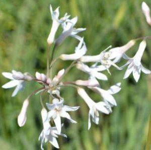 Tulbaghia blanc