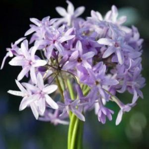 Tulbaghia mauve