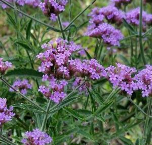 Verveine de Buenos Aires