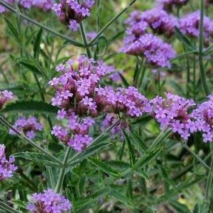Verveine de Buenos Aires