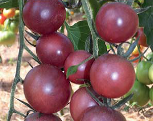 Tomate cerise Black cherry