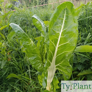 Blette verte à carde blanche