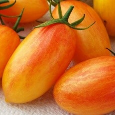Tomate cerise Blush