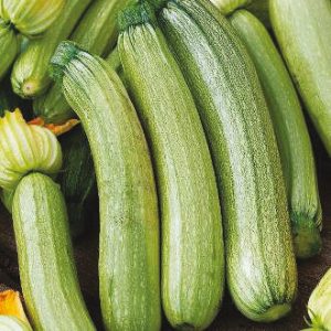 Courgette blanche