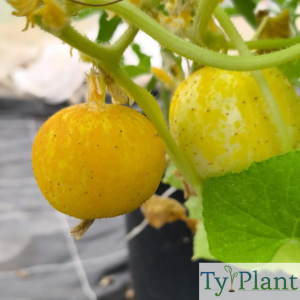 Concombre citron