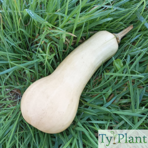 Butternut