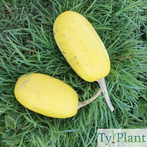 Courge Spaghetti