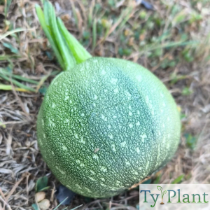Courgette ronde de Nice