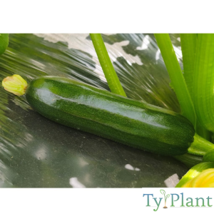 Courgette Verte des maraîchers