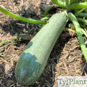 Courgette Zuboda