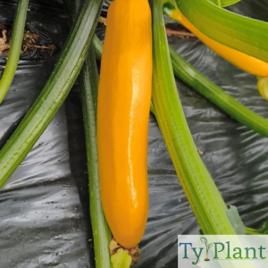 Courgette jaune