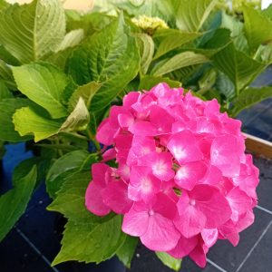Hortensia rouge