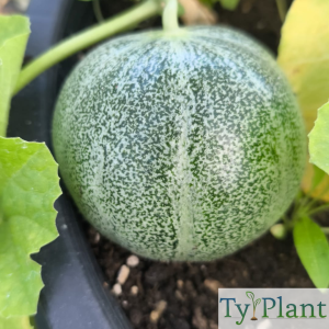 Melon Petit gris de Rennes