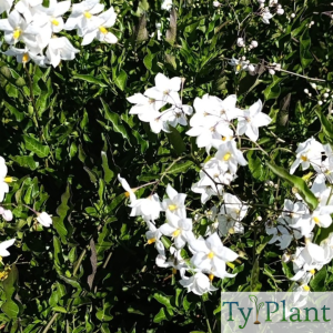 Morelle faux jasmin