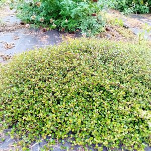 Muelhenbeckia axillaris