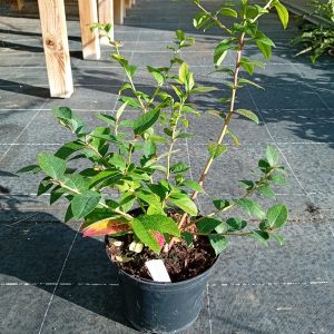 Myrtillier Darrow