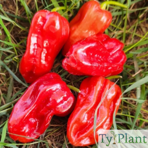 Piment Habanero