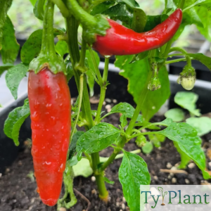 Piment de Cayenne