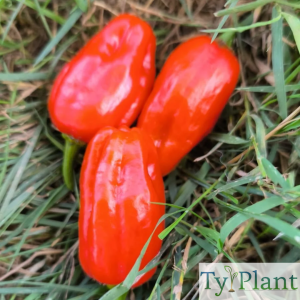Piment Végétarien trapu