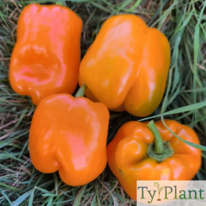 Poivron orange