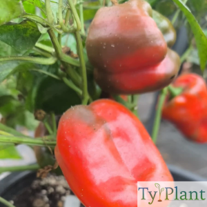 Poivron rouge