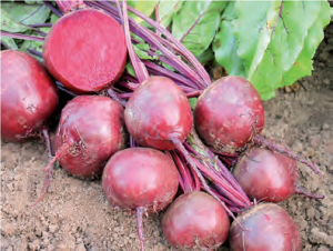 Betterave 'Robuschka'