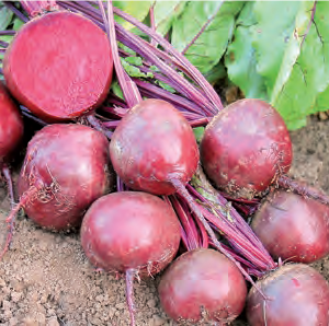 Betterave ‘Robuschka’