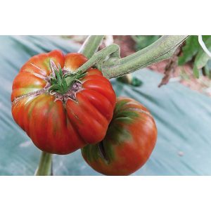 Tomate Marmande