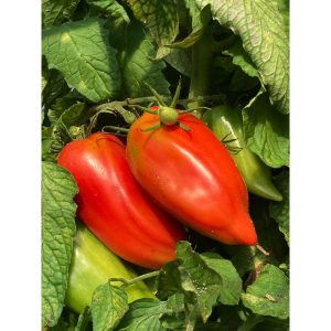Tomate Andine cornue