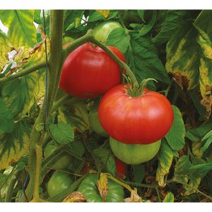 Tomate Brandywine rouge