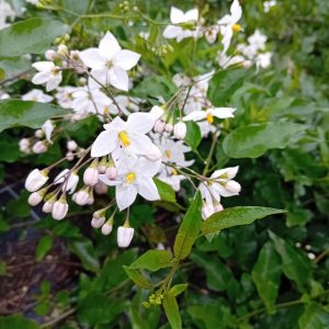 Morelle faux jasmin