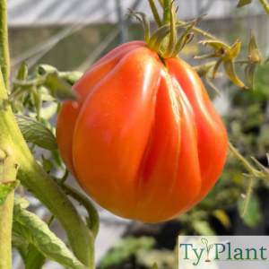 Tomate Albenga rouge